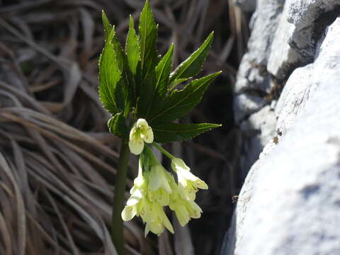 Image of Cardamine enneaphyllos (L.) Crantz