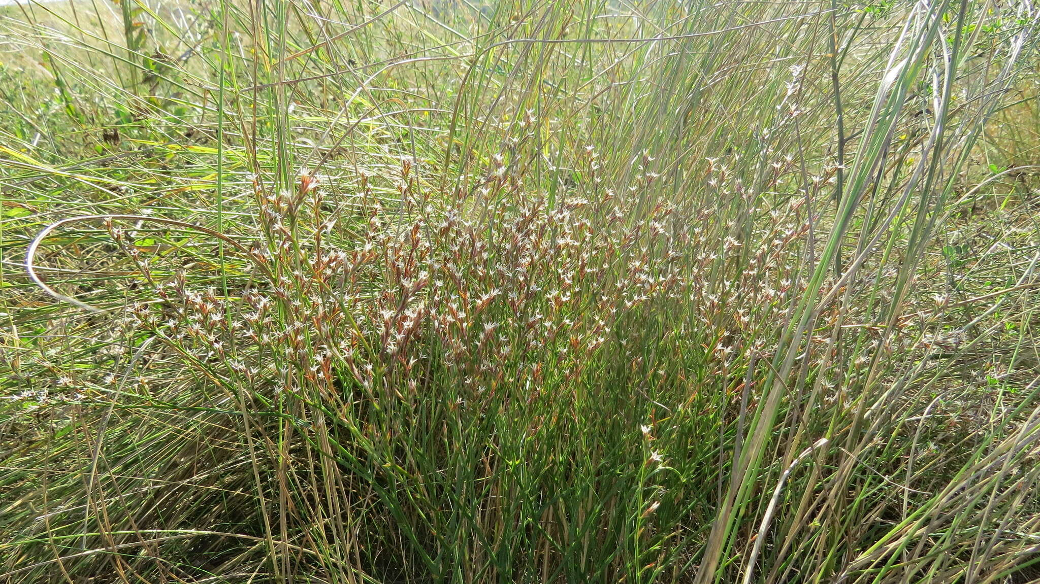 Image of Goniolimon besserianum (Rchb.) Kuzn.