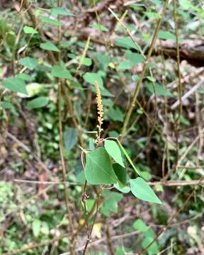 Imagem de Homalanthus stillingifolius F. Muell.