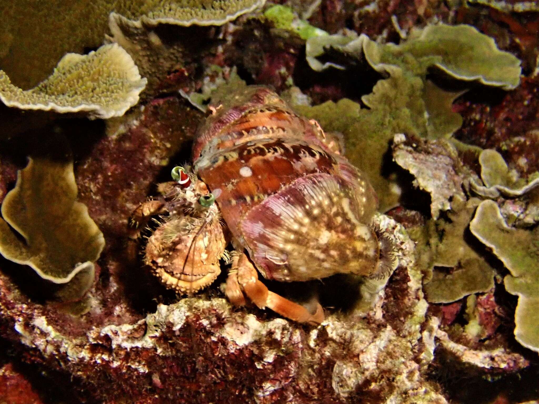 Image of Banded eyestalk hermit crab