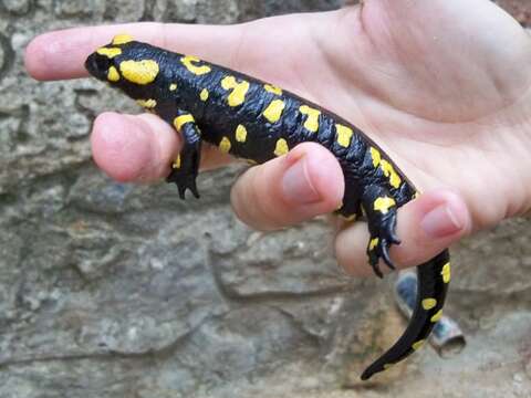 Salamandra longirostris Joger & Steinfartz 1994的圖片