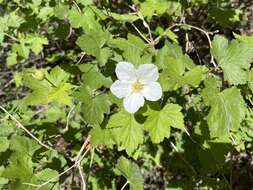 Image de Rubus neomexicanus A. Gray