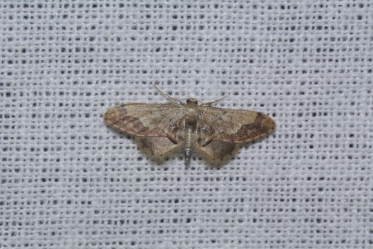 Image of Idaea violacea Hampson 1891