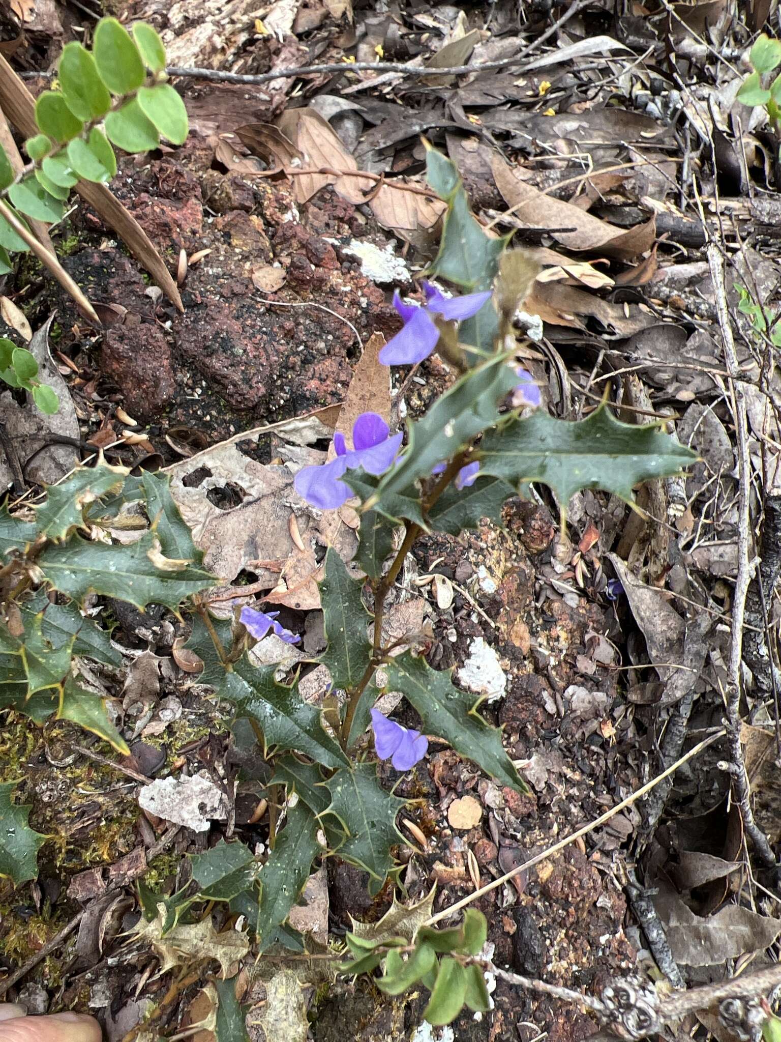 Image of Holly-leaved Hovea