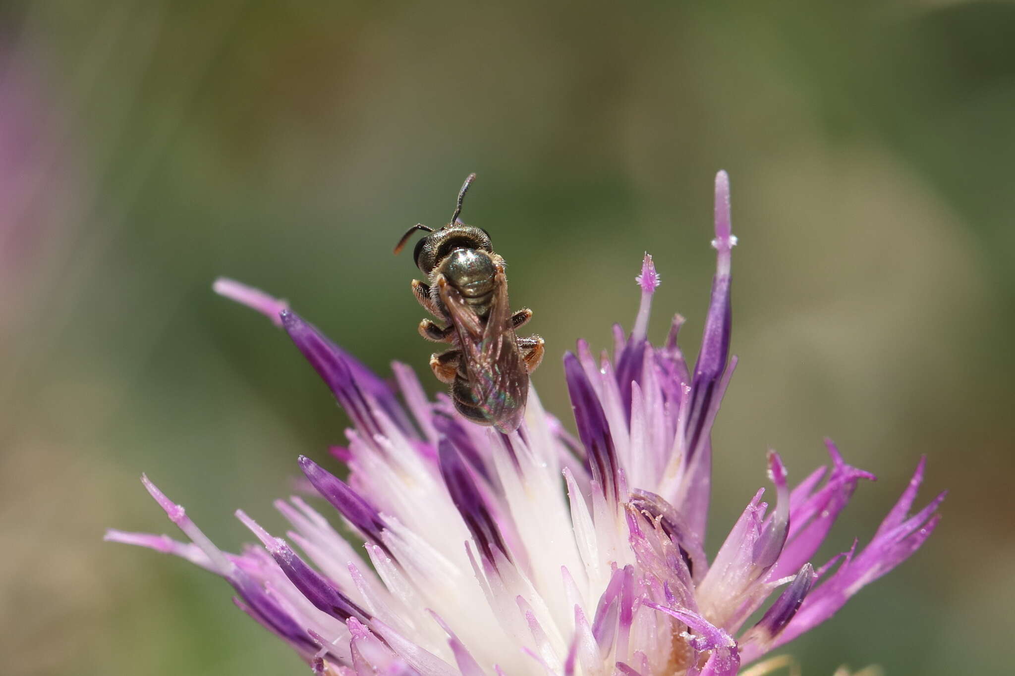 صورة Halictus gemmeus Dours 1872