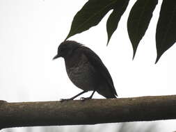 Imagem de Turdus olivaceofuscus Hartlaub 1852