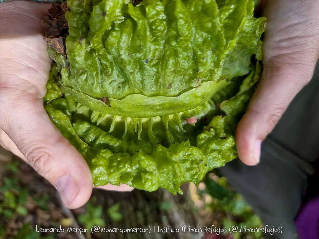 Imagem de Carpotroche brasiliensis (Raddi) Endl.