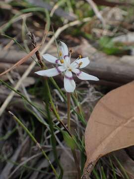 Sivun Wurmbea dioica subsp. dioica kuva