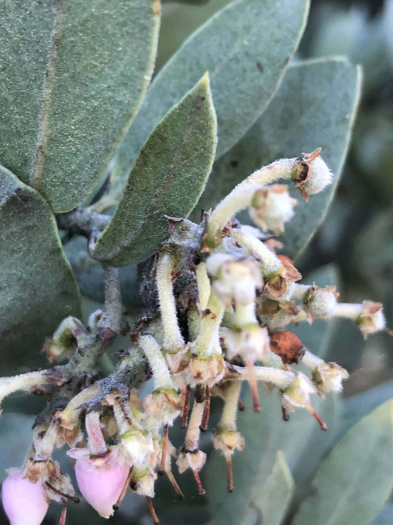 Image of Arctostaphylos glandulosa subsp. cushingiana (Eastw.) J. E. Keeley, M. C. Vasey & V. T. Parker