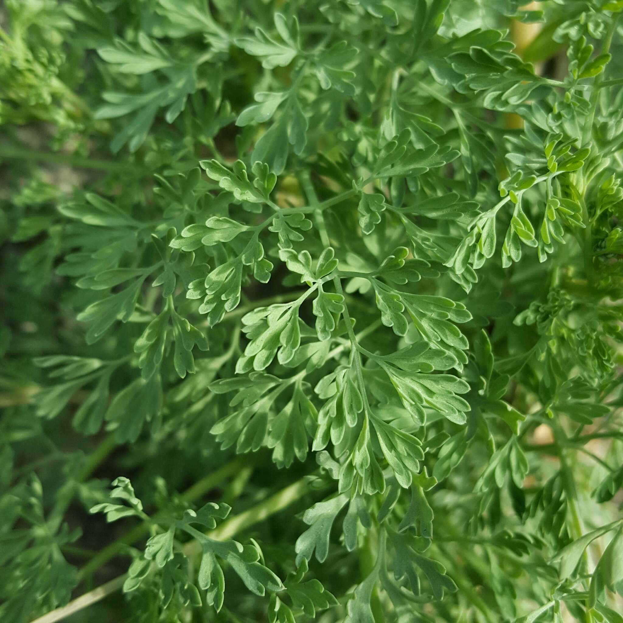 Image of drug fumitory