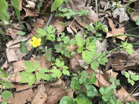 Ranunculus hispidus var. nitidus (Ell.) T. Duncan的圖片