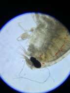 صورة Opisidae Lowry & Stoddart 1995