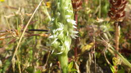 Imagem de Brachystele unilateralis (Poir.) Schltr.