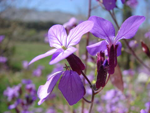 Lunaria annua subsp. pachyrhiza (Borbás) Hayek的圖片