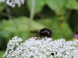 صورة Juriniopsis adusta (Wulp 1890)