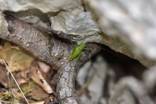 Image of Leptophyes intermedia Ingrisch & Pavićević 2010