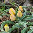 Image of Tulipa lemmersii Zonn., Peterse & J. de Groot