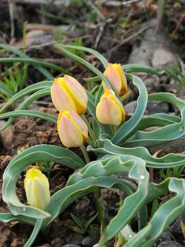Image of Tulipa lemmersii Zonn., Peterse & J. de Groot