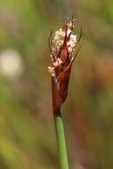 Sivun Restio capensis (L.) H. P. Linder & C. R. Hardy kuva