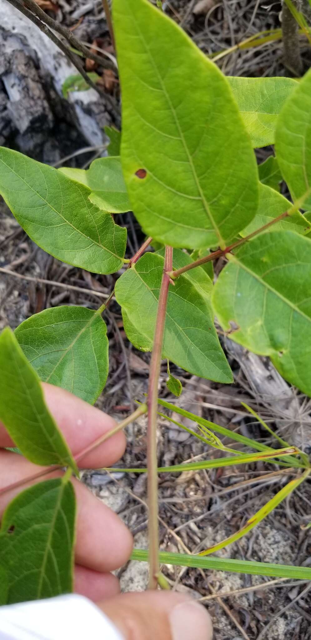 Sivun Desmodium fernaldii B. G. Schub. kuva