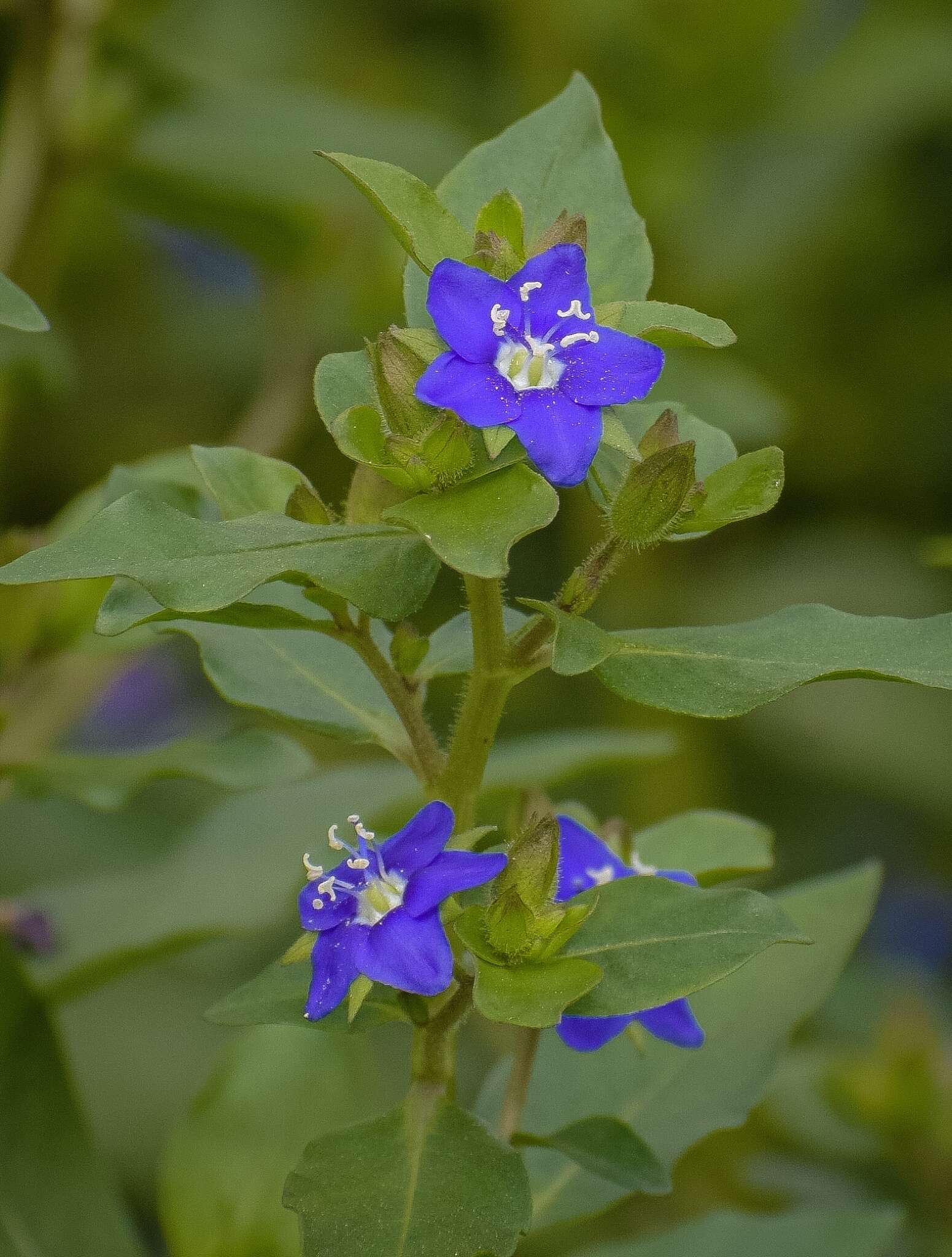 Hydrolea zeylanica (L.) Vahl resmi