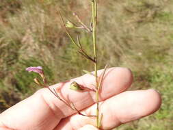 Image of green false foxglove