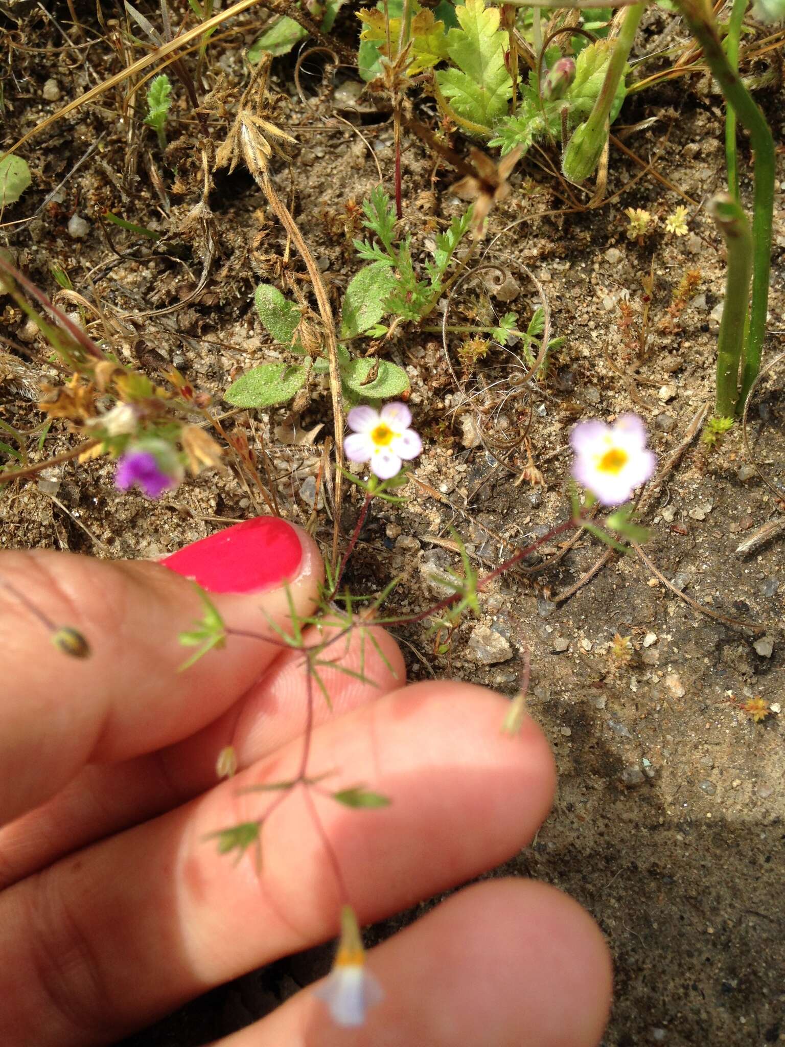 Image of thread linanthus