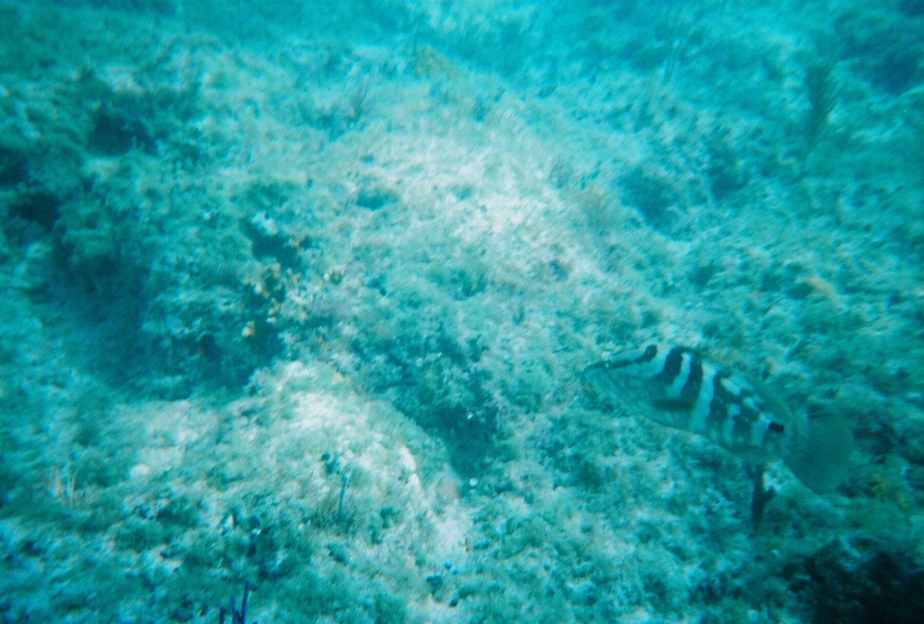 Image of Nassau Grouper