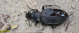 Image of Carabus (Morphocarabus) wulffiusi A. Morawitz 1862