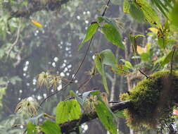 Слика од Clematis leschenaultiana DC.