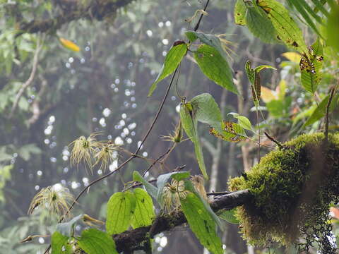 Imagem de Clematis leschenaultiana DC.