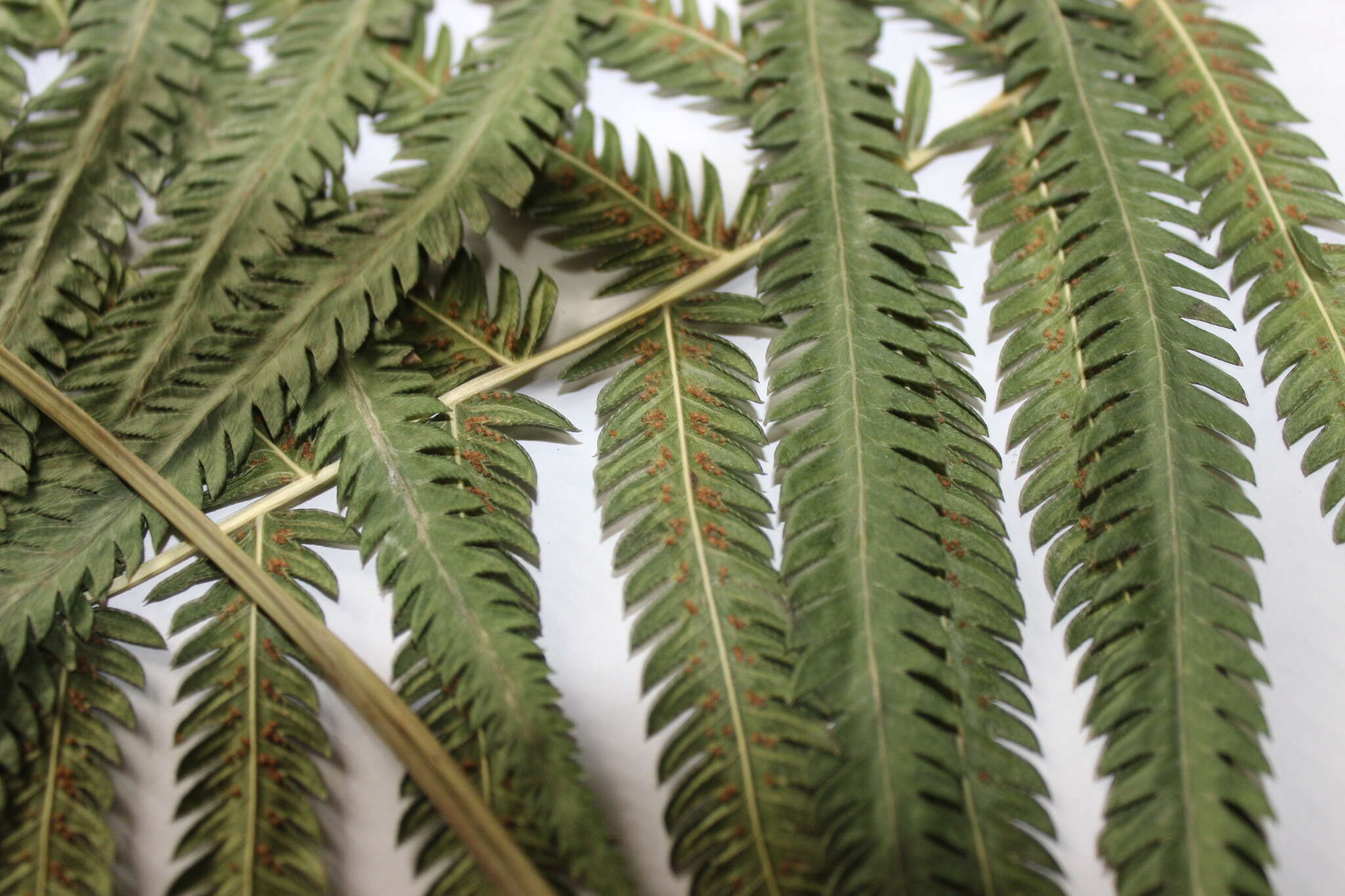 Image of lip maiden fern