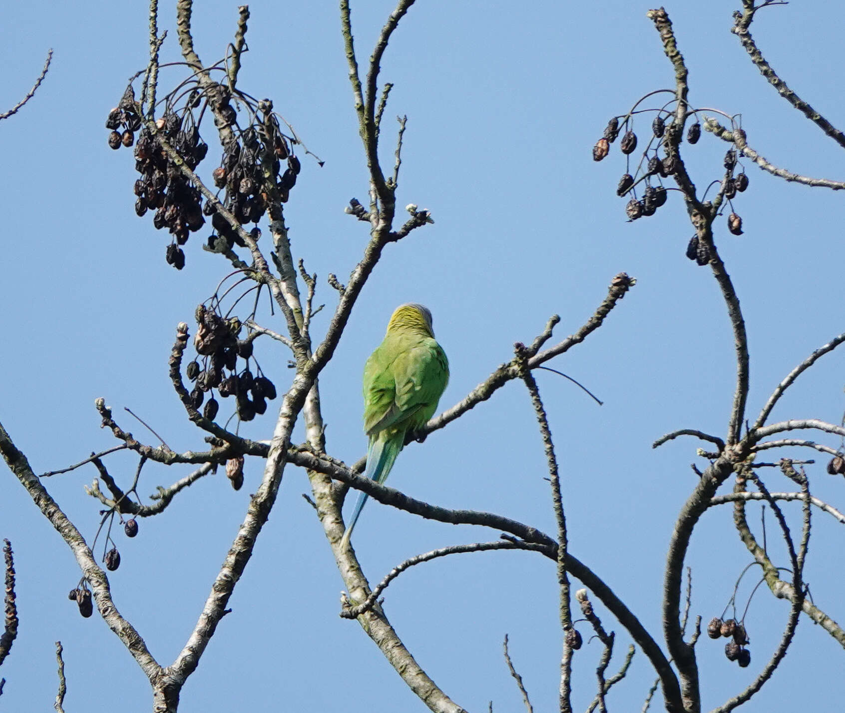 Image of Blossom-headed Parakeet