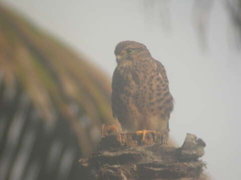 Falco tinnunculus neglectus Schlegel 1873 resmi