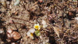 Plancia ëd Leptosiphon lemmonii (A. Gray) J. M. Porter & L. A. Johnson