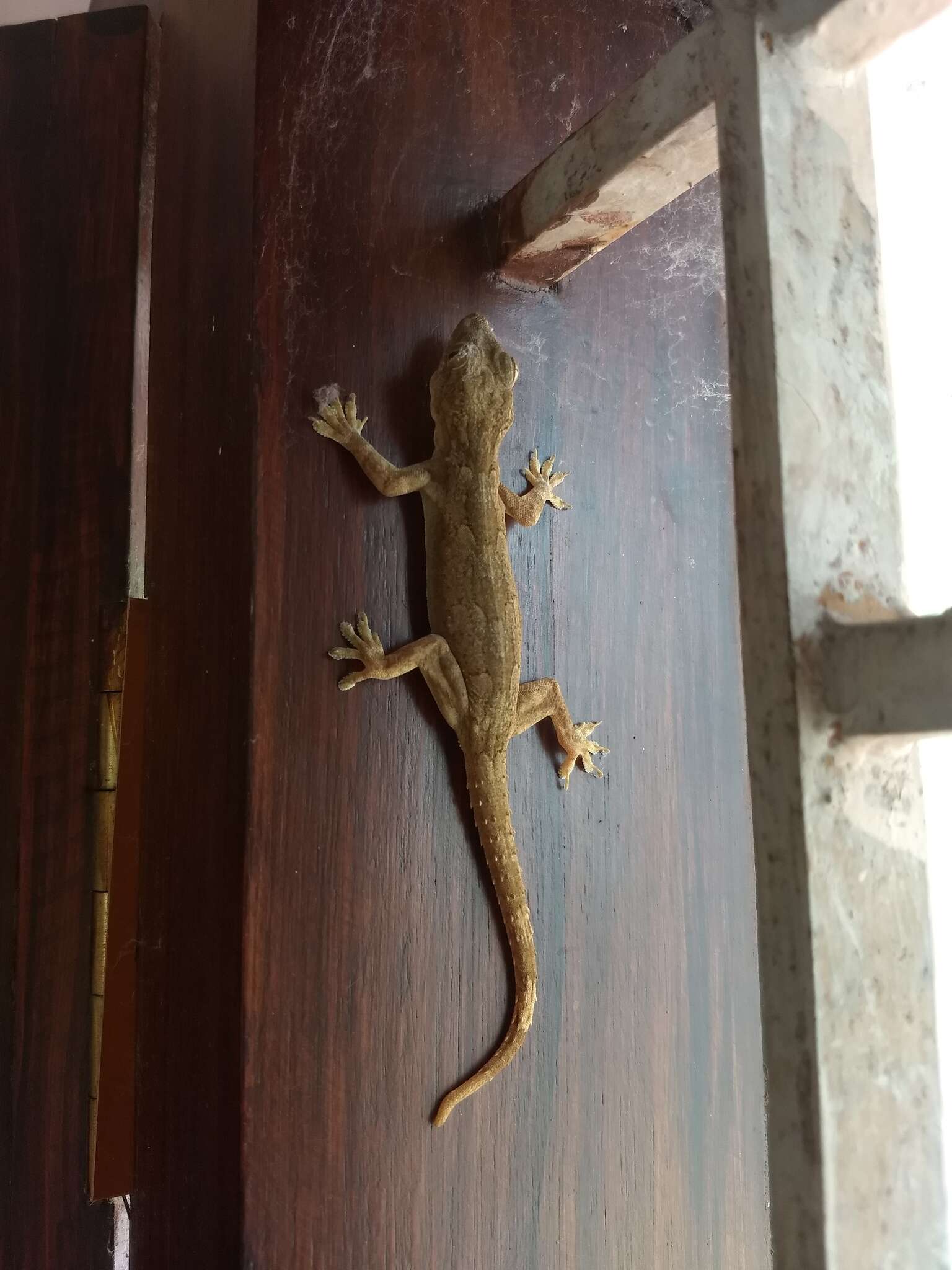 Image of Bark Gecko