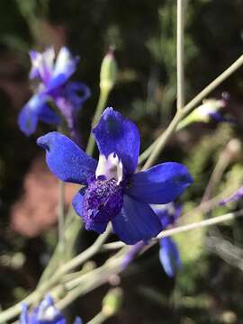 Delphinium scaposum Greene的圖片