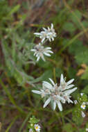 Leontopodium ochroleucum Beauv. resmi