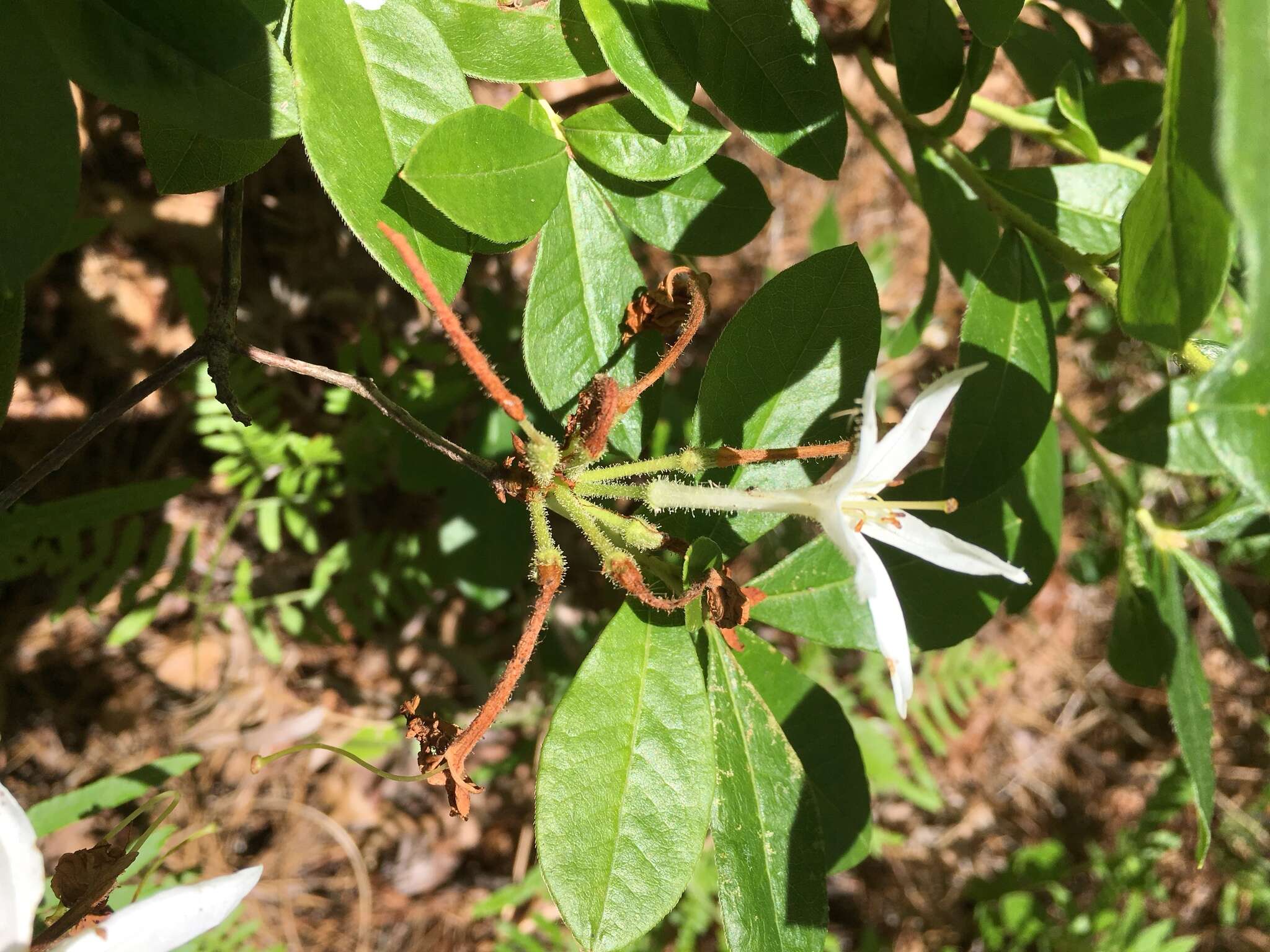 Image of Texas azalea