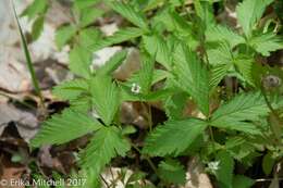 Image of dwarf red blackberry