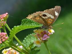 Image of Common buckeye