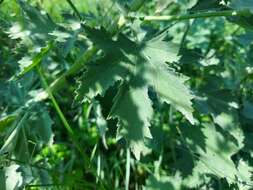 Image of Althaea × taurinensis