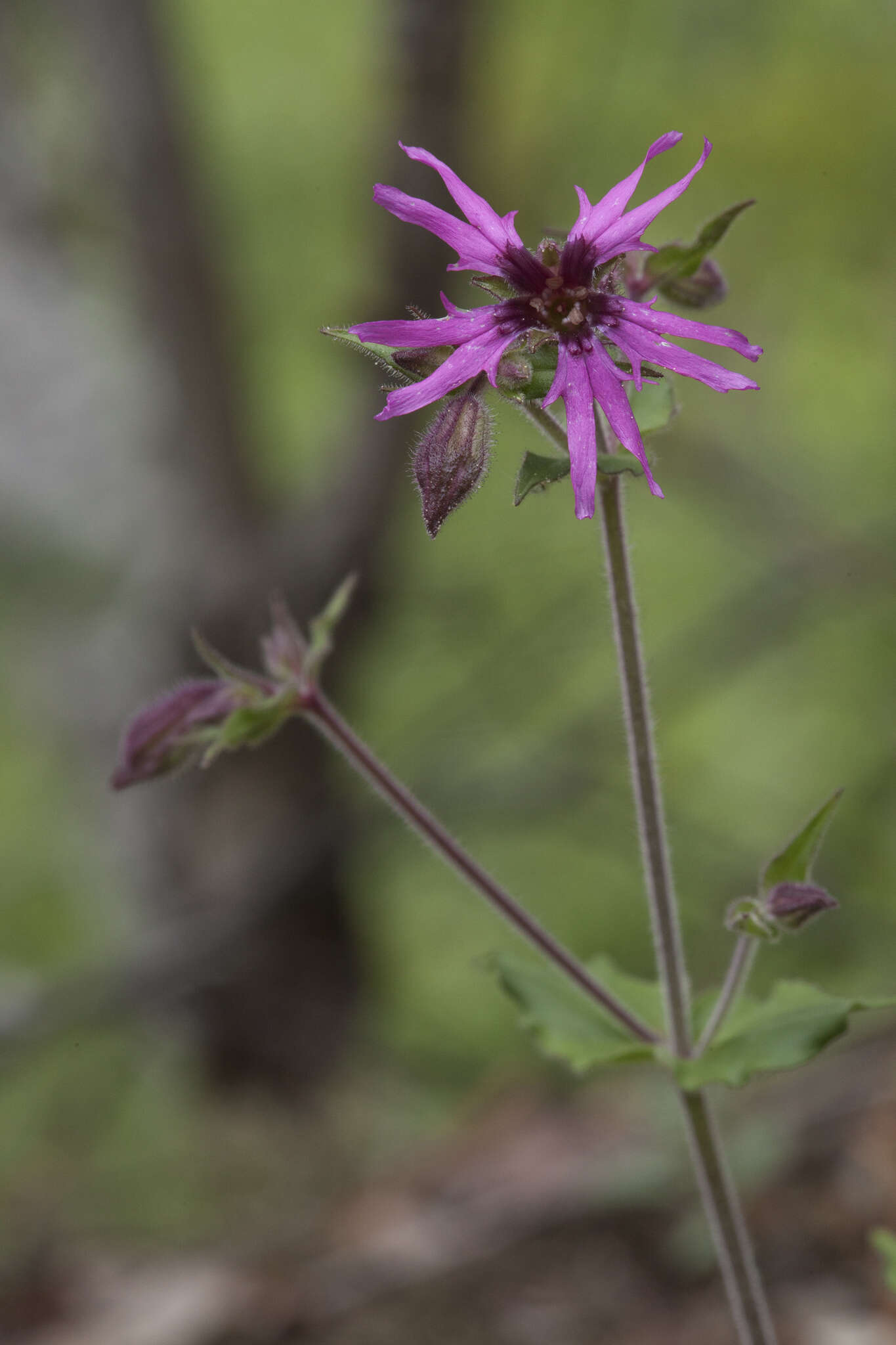 Image of Silene olgae (Maxim.) Rohrb.