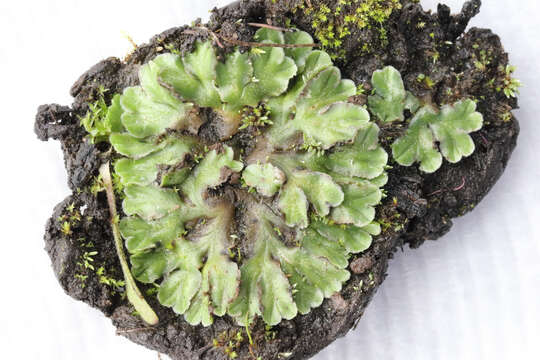 Image of Riccia cartilaginosa Steph.