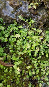 Image of Leptinella tenella (Cunn.) D. G. Lloyd & C. J. Webb