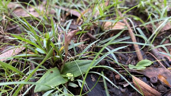 Imagem de Chiloglottis sphyrnoides D. L. Jones