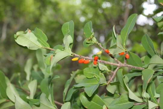 Image of Erythroxylum mexicanum Kunth