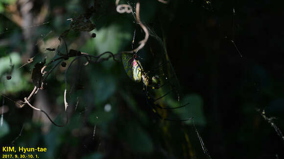 Image of Trichonephila clavata (L. Koch 1878)