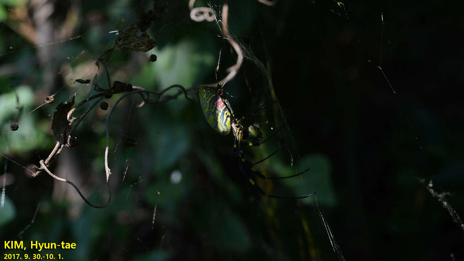 صورة Trichonephila clavata (L. Koch 1878)