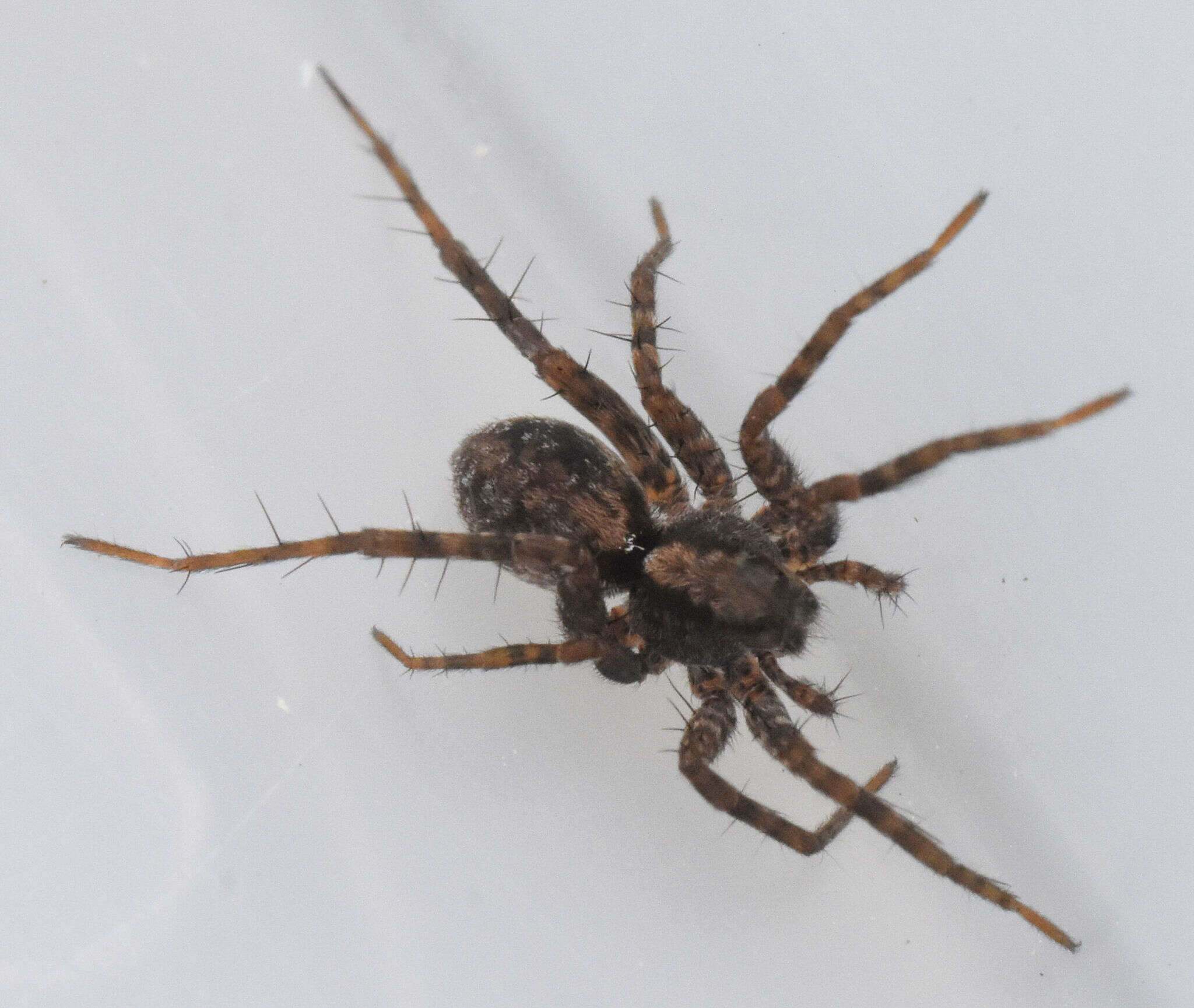 Image of Shore spider